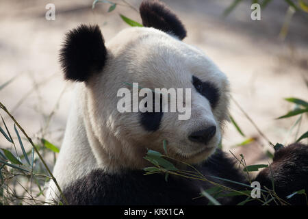 Ein riesiger Panda genießt seine/ihre Mahlzeit. Stockfoto