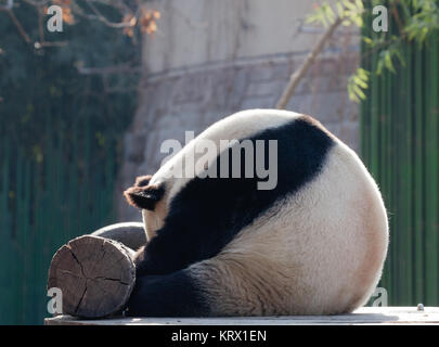 Ein riesiger Panda genießt seine/ihre Mahlzeit. Stockfoto