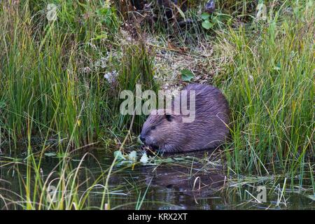 18, kanadischer Biber kanadischer Biber 18. Stockfoto