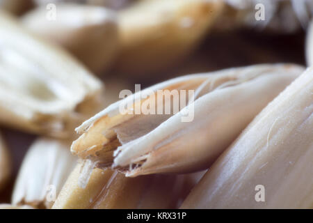 Super Makro Aufnahme von Hafer Korn Stockfoto