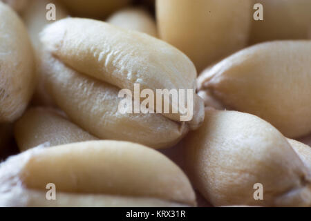 Super Makro geschossen von Weizen Korn Stockfoto