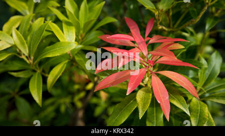 Nahaufnahme eines Pieris japonica Pflanze, England, Großbritannien Stockfoto