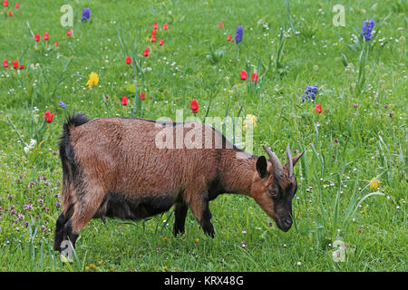 Nichts auszusetzen - Ziege im Frühling Stockfoto