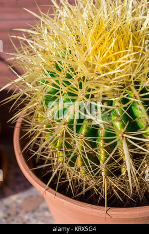 Dornen im Cactus Stockfoto