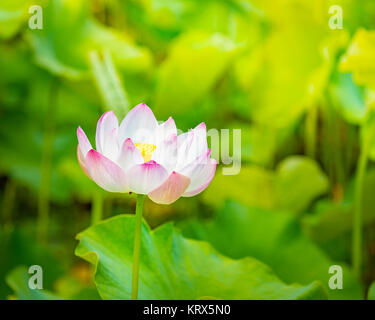 Closeup Lotus Flower Stockfoto