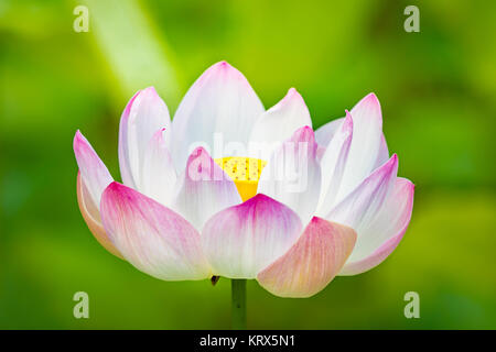 Closeup Lotus Flower Stockfoto