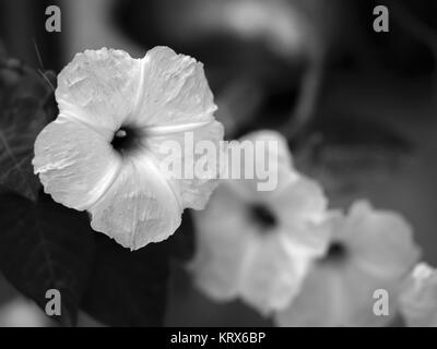 HIBISKUS Stockfoto