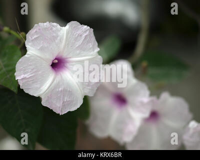 HIBISKUS Stockfoto