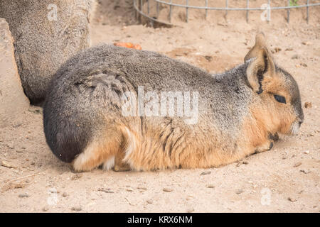 Callithrix Geoffroyi, Titi de Geoffroy Stockfoto