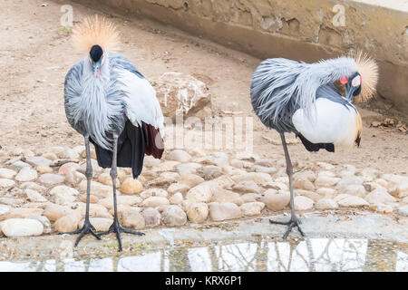 Callithrix Geoffroyi, Titi de Geoffroy Stockfoto