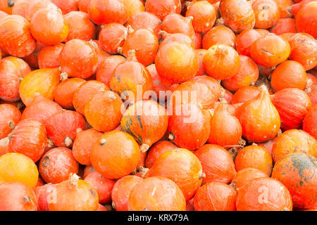 Stapel von Red kuri Kürbis Kürbisse Stockfoto