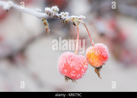 Reife äpfel mit Frost bedeckt Stockfoto