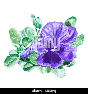 Viola Blume. Handgefertigte Aquarell Stockfoto