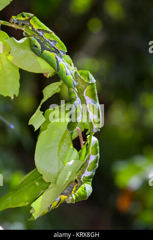 Eine Gruppe von Nachtfalter Raupen auf Blatt. Landwirtschaft pest Caterpillar Symbol. Makro von Raupen auf Natur Hintergrund. Stockfoto