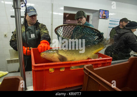 Lázne Bohdanec, Tschechische Republik. 21 Dez, 2017. Mitarbeiter von Rybnicni hospodarstvi (Fischzucht) Unternehmen verkaufen ein Weihnachten Karpfen von brutplatz in Lazne Bohdanec, Tschechien, am 21. Dezember 2017. Credit: Josef Vostarek/CTK Photo/Alamy leben Nachrichten Stockfoto