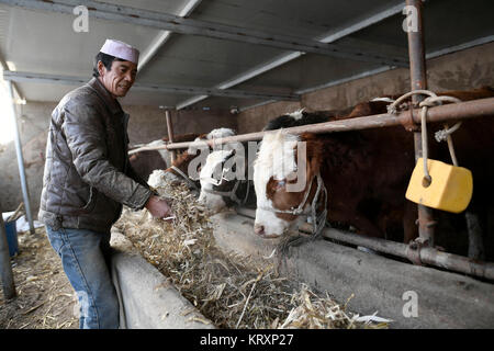 (171222) - WUZHONG, Dez. 22, 2017 (Xinhua) - dorfbewohner Ma Ziping speist die Rinder im Stall in Hantianling Dorf Hexi Township, Wuzhong Stadt, Autonome Region Ningxia Hui, Dez. 21, 2017. Das Vieh brachte ihm den jährlichen Einnahmen von etwa 50.000 yuan (7.600 US-Dollar). Hantianling, d. h. der Berg der Dürre in Chinesisch, in die entlegensten Bergregionen Region Ningxia. Die jährliche Verdunstung ist hier mehr als 2.000 mm, mittlerweile ist die jährliche Niederschlagsmenge beträgt nur rund 200 mm. Dürre hatte immer die größte Bedrohung für die lokale Bevölkerung. Es gab nie genügend Wasser für Stockfoto