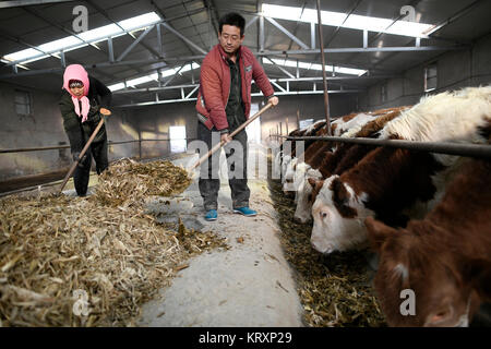 (171222) - WUZHONG, Dez. 22, 2017 (Xinhua) - dorfbewohner Ma Guocai (R) und seine Frau Ma Ting Feed das Vieh in einem Anbau kooperative in Hantianling Dorf Hexi Township, Wuzhong Stadt, Autonome Region Ningxia Hui, Dez. 21, 2017. Das Ehepaar arbeitete für die Genossenschaft, mit einem Jahreseinkommen von mehr als 100.000 yuan (15,209 US-Dollar). Hantianling, d. h. der Berg der Dürre in Chinesisch, in die entlegensten Bergregionen Region Ningxia. Die jährliche Verdunstung ist hier mehr als 2.000 mm, mittlerweile ist die jährliche Niederschlagsmenge beträgt nur rund 200 mm. Dürre war immer der größte. Stockfoto