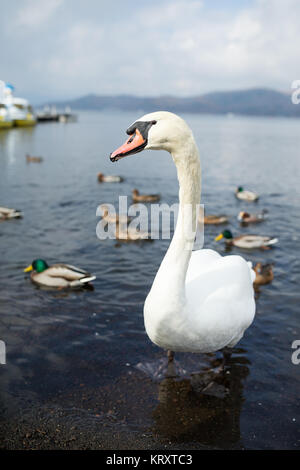 Schwan und die Ente auf dem See Stockfoto