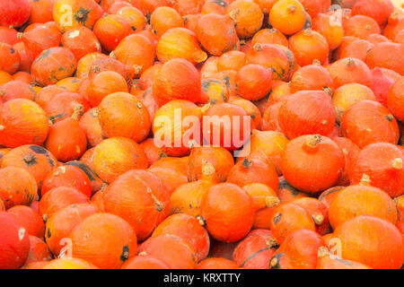 Stapel von Red kuri Kürbis Kürbisse Stockfoto