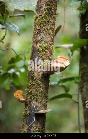 Pilz auf der Amtsleitung in Madagaskar Regenwald Stockfoto