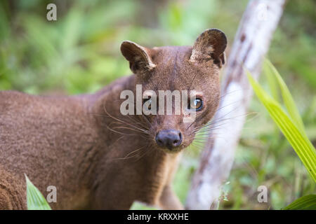 Fleisch fressende SÄUGETIER Fossa (Cryptoprocta ferox) Stockfoto