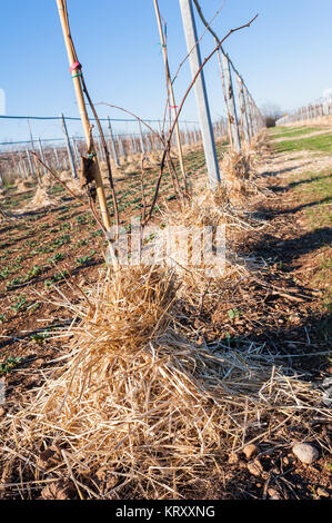 Mulchen die Wurzeln der jungen Bäume . mit Stroh. Stockfoto