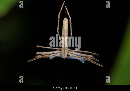 Ogre-Faced Spinne (Deinopis subrufa) Madagaskar Stockfoto