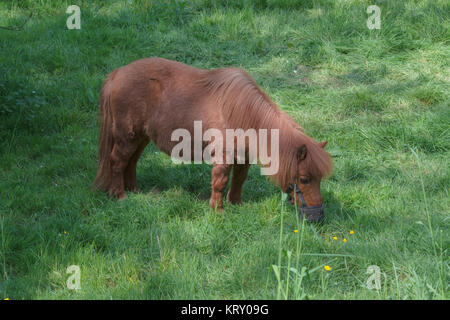 Braun Pony auf einer Weide Stockfoto