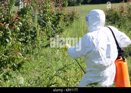 Landwirt spritzen giftige Pestizide und Insektizide in Obstplantage Stockfoto