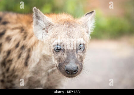 Entdeckt der junge Hyäne im Kruger National Park, Südafrika. Stockfoto