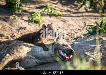 Verklebung von gefleckte Hyäne im Kruger National Park, Südafrika. Stockfoto