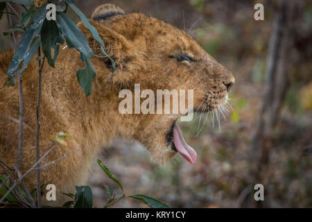 Gähnende Löwenjunges im Kruger National Park, Südafrika. Stockfoto