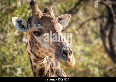 Nahaufnahme einer Giraffe in der Kruger National Park, Südafrika. Stockfoto