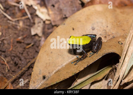 Schwarze und Gelbe Frosch Klettern Mantella, Madagaskar Stockfoto