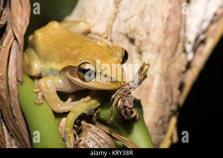 Schöne kleine Frosch Boophis rhodoscelis Madagaskar Stockfoto