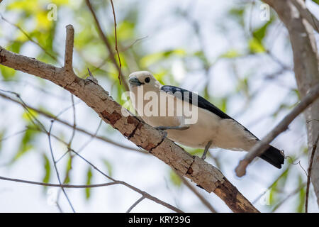 Endemische Vogel white-headed vanga Madagaskar Stockfoto