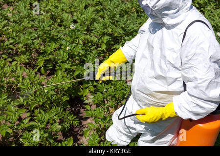 Landwirt spritzen giftige Pestizide in den Gemüsegarten. Nicht-organische Stockfoto