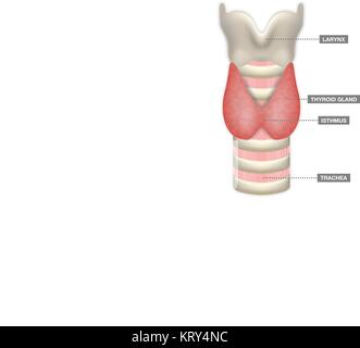 Anatomie der Schilddrüse mit Luftröhre, Isthmus und des Kehlkopfes. Medizinische Symbol der Endokrinologie System oder Hormonabsonderung. Vector Illustration. Stock Vektor