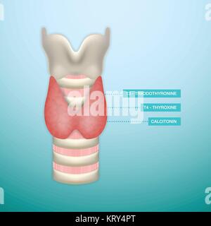 Schilddrüsenhormon Sekretion. Endokrinologie System. Vector Illustration. Stock Vektor