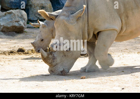 Mutter und Baby rhino Stockfoto