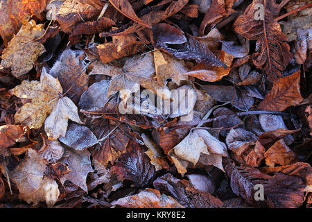 Bodenfrost im Winter. rime auf herbstlichem Laub Stockfoto