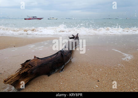 Ozean Baum Holz am Strand Stockfoto