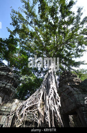 Ta Prohm Tempel, Angkor, Kambodscha Stockfoto