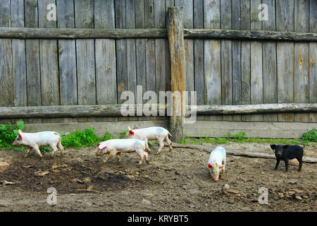 Ferkel laufen Jolly auf dem Bauernhof Stockfoto