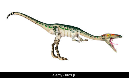 3D-Rendering Dinosaurier Coelophysis auf Weiß Stockfoto