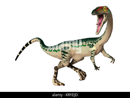 3D-Rendering Dinosaurier Coelophysis auf Weiß Stockfoto