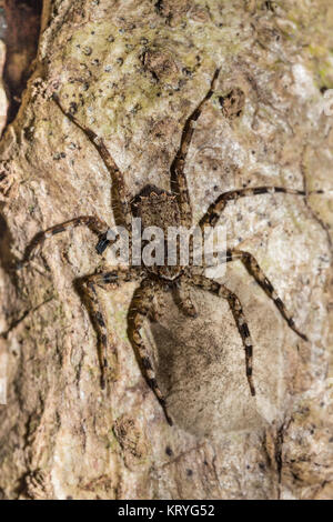 Huntsman Spider auf Baumstamm Madagascar Wildlife Stockfoto