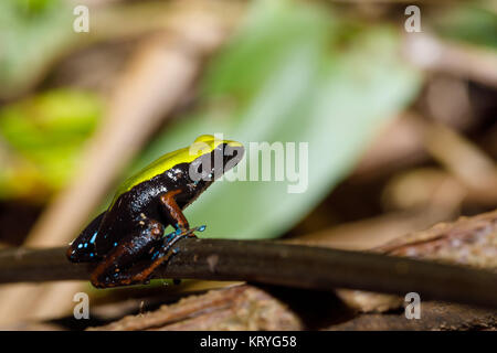 Frosch Klettern Mantella, Madagascar Wildlife Stockfoto