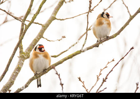 Paar der Europäischen goldfinch Vögel sitzen auf einem Baum Stockfoto