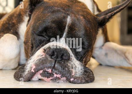 Ein junger Boxer Hund ruhig schlafen Stockfoto